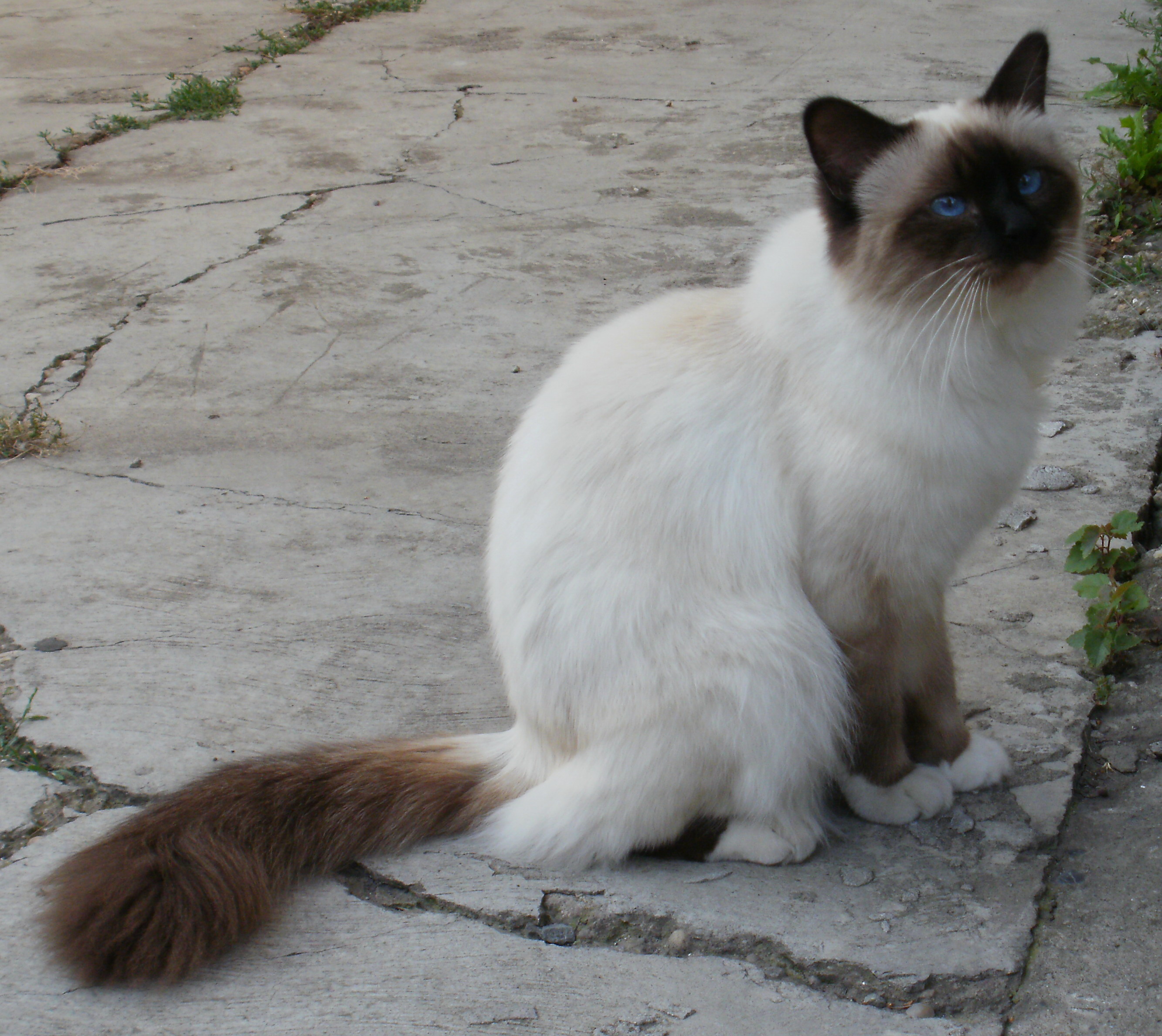 ICH. Baako PUSS in SOCKS*HR